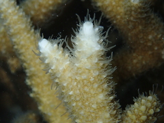 Acropora pulchra