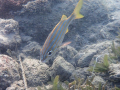 Brachygenys chrysargyrea