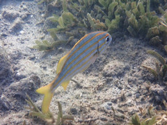 Brachygenys chrysargyrea