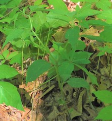 Physalis virginiana