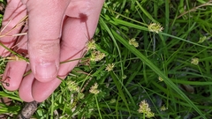 Carex leavenworthii