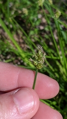 Carex leavenworthii