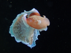 Hexabranchus sanguineus