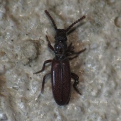 Dacoderus striaticeps