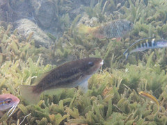 Scarus iseri