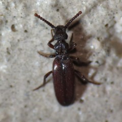 Dacoderus striaticeps