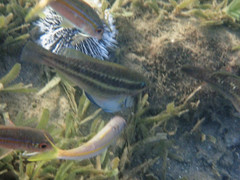 Scarus iseri