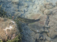 Scarus iseri