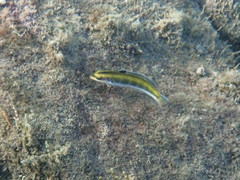 Thalassoma bifasciatum