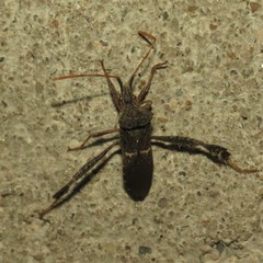 Leptoglossus brevirostris