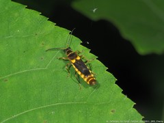 Trypherus frisoni