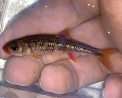 Notropis chiliticus