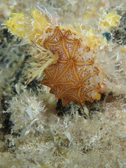 Halgerda tessellata
