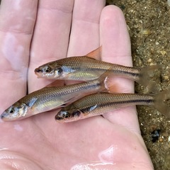 Highback Chub photo 4