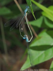 Enallagma divagans