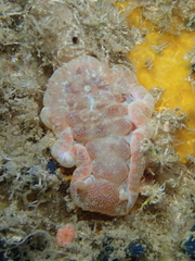 Hexabranchus sanguineus
