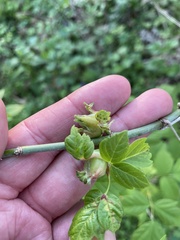 Contarinia negundinis