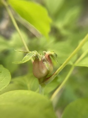 Contarinia negundinis