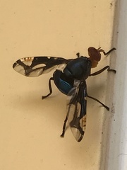 Loxoneura