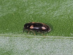 Spilotus quadripustulatus