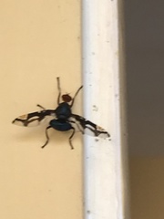 Loxoneura
