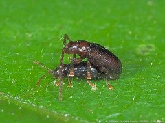 Aulacothorax copalina