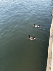 Branta bernicla