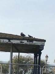 Columba livia domestica