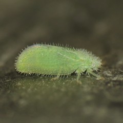 Aphalaroida spinifera