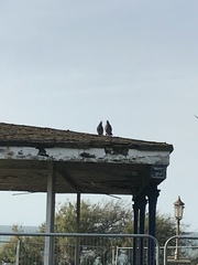 Columba livia domestica