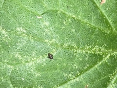 Microtechnites bractatus