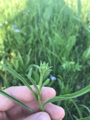 Echinacea paradoxa paradoxa