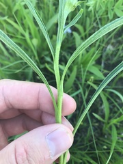 Echinacea paradoxa paradoxa