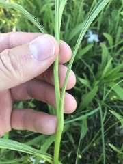 Echinacea paradoxa paradoxa