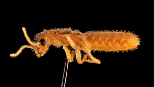 Coptotermes formosanus