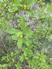 Lonicera involucrata involucrata
