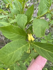 Lonicera involucrata involucrata
