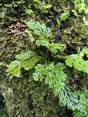 Asplenium theciferum