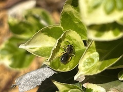 Megachile texana