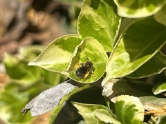 Megachile texana