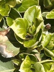 Megachile texana