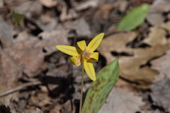 Erythronium americanum