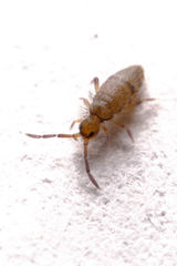 Willowsia nigromaculata