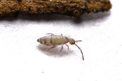 Willowsia nigromaculata