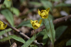 Erythronium americanum