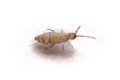 Willowsia nigromaculata