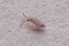 Willowsia nigromaculata