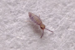 Willowsia nigromaculata