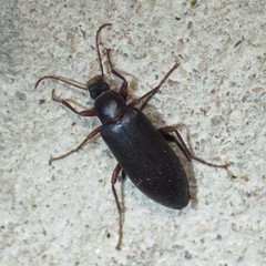 Eupsophulus castaneus