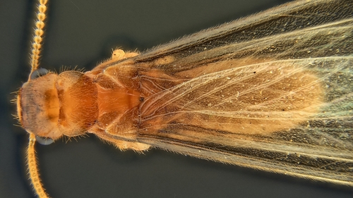 Coptotermes formosanus